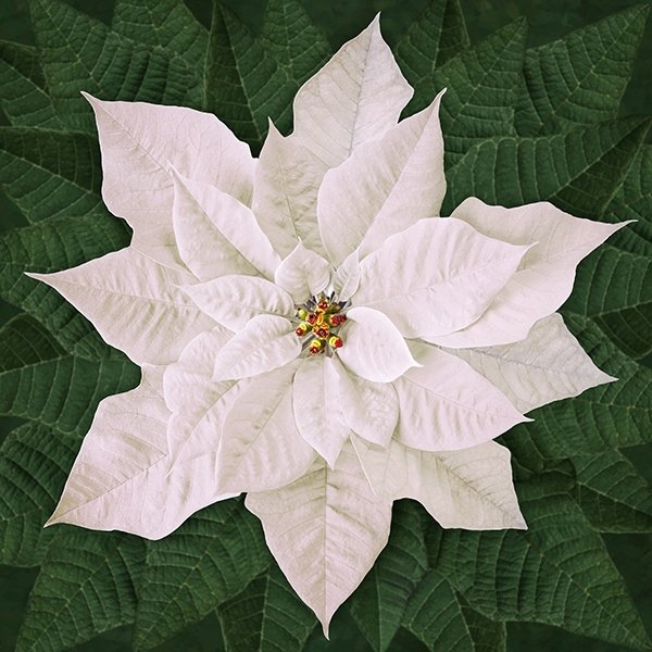 Dream Big White Poinsettia Panel